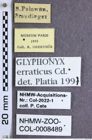 Etikette zu Glyphonyx erraticus (Candèze, 1875) (NHMW-ZOO-COL-0008489)